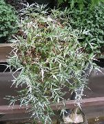 kropenatý Pestrobarevný Basketgrass Pokojové rostliny fotografie