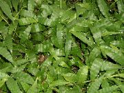 zelená Pestrobarevný Basketgrass Pokojové rostliny fotografie