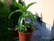 foto grün  Callisia, Korb Pflanze, Golden Ranke