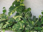 фото Рафидофора лианы декоративные балконные растения