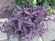 violetinė Violetinė Širdis Klajojo Judėjas Vidinis augalai nuotrauka