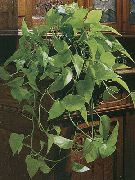фото зелений Домашні рослини Епіпремнум
