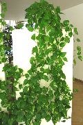 фото Эпипремнум ампельные декоративные балконные растения
