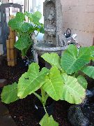 フォト 薄緑 屋内植物 タロイモ、ヤウティア