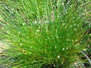foto groen Kamerplanten Fiber-Optic Gras