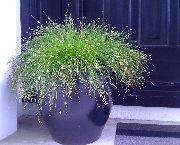 фото зелений Домашні рослини Очерет (Ізолепіс, Волосяна Трава)
