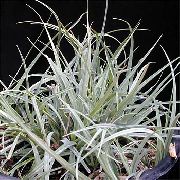 foto silvriga Krukväxter Carex, Starr