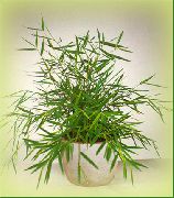 fotografija zelena Sobne Rastline Miniaturni Bambusa