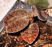 barna Macodes Szobanövények fénykép