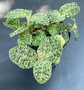 снимка на петна Стайни растения Macodes