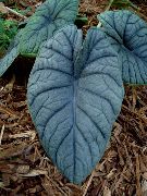      ,  , Alocasia rugosa leaf
