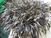 foto sølvfarvede Indendørs planter Black Dragon, Lilje-Græstørv, Slangens Skæg