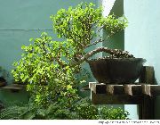 зелений Брейн (Сніговий Кущ) Домашні рослини фото