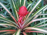 variegado Pineapple Plantas de interior foto