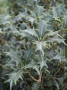 foto sølvfarvede Indendørs planter Te Olive