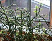 фото строкатий Домашні рослини Педілантус