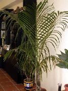 photo green Indoor plants Mascarena