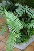 yeşil Polypody Kapalı bitkiler fotoğraf
