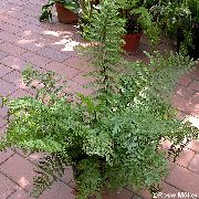 фото Асплениум (Костенец) травянистые декоративные балконные растения