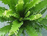 ფოტო მწვანე შიდა მცენარეები Spleenwort
