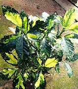 фото строкатий Домашні рослини Аукуба