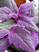 フォト パープル 屋内植物 紫のベルベットの植物、王室のベルベットの植物