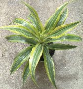 φωτογραφία ποικιλόχρους φυτά εσωτερικού χώρου Δράκαινα