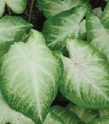 foto sølvfarvede Indendørs planter Caladium