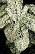 снимка сребро Стайни растения Caladium