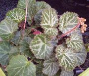foto bont Kamerplanten Marskramer's Mand, Roeien Zeeman, Strawberry Geranium