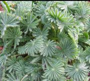 foto sølvfarvede Indendørs planter Oxalis