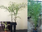photo green Indoor plants Coconut Palm