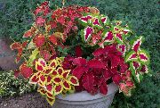 fotoğraf rengârenk Kapalı bitkiler Coleus
