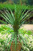 зелен Cordylin Стайни растения снимка
