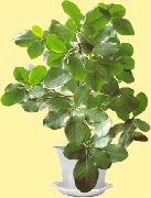 зелений Корінокарпус Домашні рослини фото