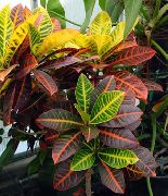 herbaceous planta Croton, Inni plöntur mynd