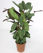 herbaceous planta Ctenanthe, Inni plöntur mynd