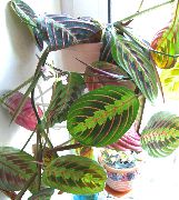 фото строкатий Домашні рослини Маранта