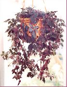 φωτογραφία κόκκινο κρασί φυτά εσωτερικού χώρου Mikania Ternata