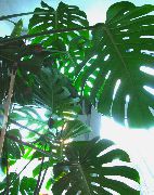 oscuro-verde Dividida Hoja Filodendro Plantas de interior foto
