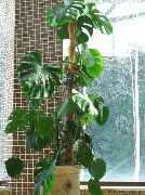 φωτογραφία σκουρο πρασινο φυτά εσωτερικού χώρου Διάσπαση Των Φύλλων Φιλόδενδρο