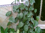 σκουρο πρασινο Celebes Πιπέρι, Υπέροχη Πιπέρι φυτά εσωτερικού χώρου φωτογραφία