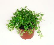 foto hell-grün Zimmerpflanzen Artillerie Fern, Mini Peperomia