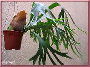 зелен Staghorn Папрат, Elkhorns Стайни растения снимка