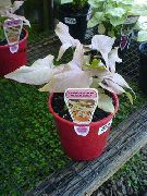      ,  , Syngonium podophyllum 'White Butterfly'