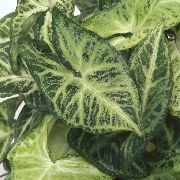 foto gesprenkelt Zimmerpflanzen Syngonium