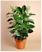 photo green Indoor plants Fig