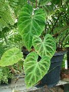 フォト 緑色 屋内植物 フィロデンドロンの蔓