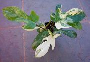 fotografija pestra Sobne Rastline Philodendron Lijana