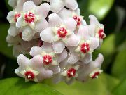 foto weiß  Hoya, Brautstrauß, Madagaskar Jasmin, Wachsblume, Blume Chaplet, Floradora, Hawaiische Hochzeit Blume